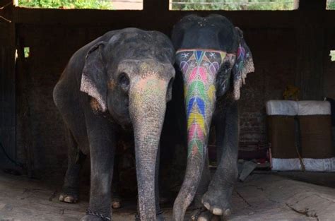 TB Infected Elephants At Rajasthan's Amer Fort Not To Be Used For ...