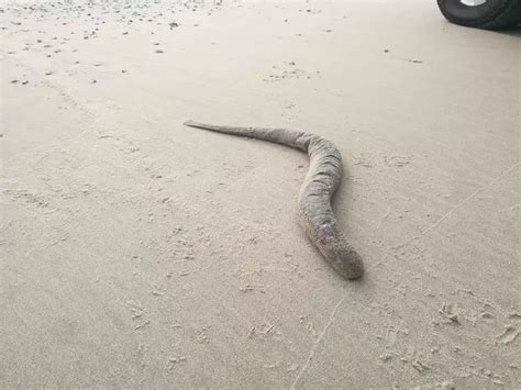 Alien Eating Fish 的图像结果