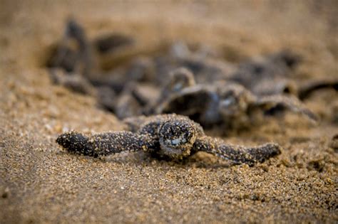 Loggerhead Sea Turtle Hatchlings 的图像结果