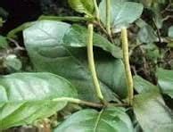 Colubrinum- VENUS-ONLINE Wild Thippalli, brazilian Colubrinum, Piper ...