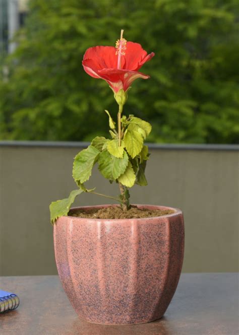 Get Hand Painted Streak Spray Ceramic Planter Pot - Peach and Blue at ...