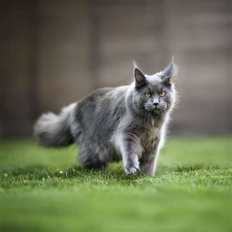 What Are the Best Maine Coon Grooming Tools? - MaineCoon.org