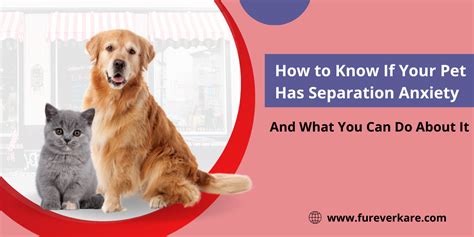 Pet Separation Anxiety: Signs & Solutions – Furever Kare