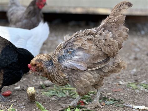 When Do Chickens Molt? Seasonal Guide to Timing, Care & Egg-Laying – Our Country Life