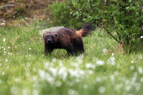 Image result for Spring Snare