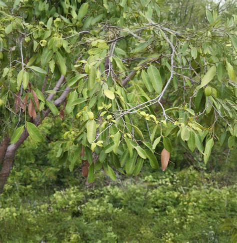 Karimaram – Trust Nature