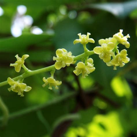 Tinospora Cordifolia Giloy Plant | myBageecha