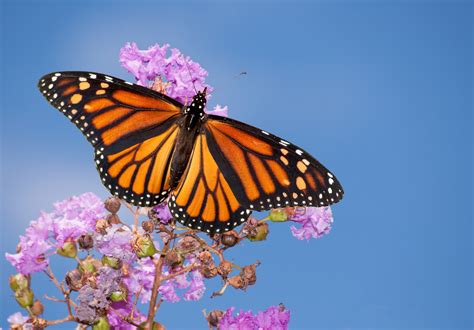 Monarch Butterfly Eating Milkweed