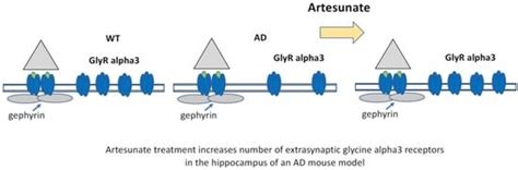 Loss of Extrasynaptic Inhibitory Glycine Receptors in the Hippocampus ...