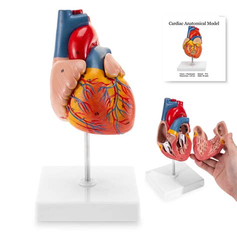 Buy MIIRR Life Size Human Heart Model, 2-Part Accurate Numbered Heart ...
