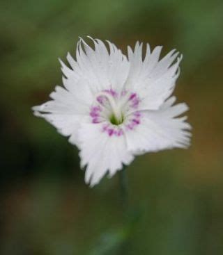 Dianthus crinitus ENDEMİK - agaclar.net