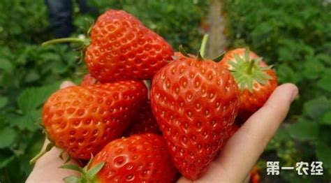辽宁清河区：大棚种植“丹东99”草莓获得可观收益 - 地方动态 - 第一农经网