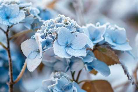 AI generated Hydrangeas in Winter Frost 39631691 Stock Photo at Vecteezy