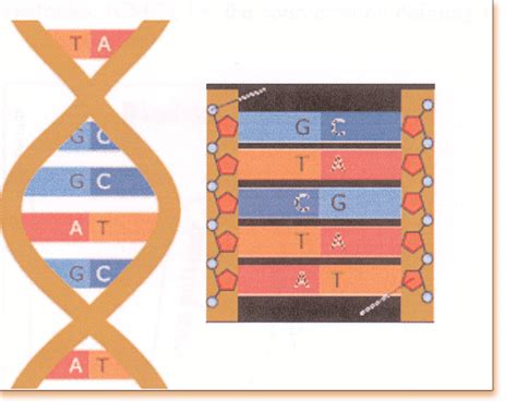 Image result for DNA Tutorial