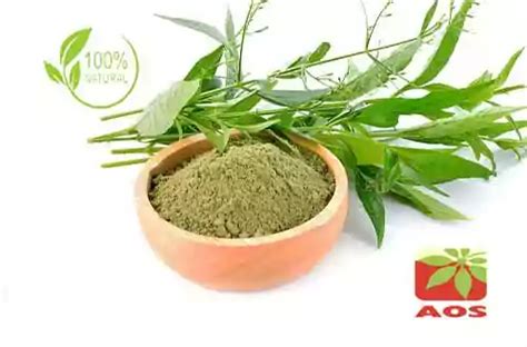 Andrographis Paniculata Extract Benefits - AOS Products