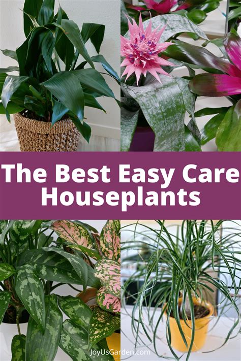 Easy Care Houseplants for Beginners: 19 Favorites (2025)