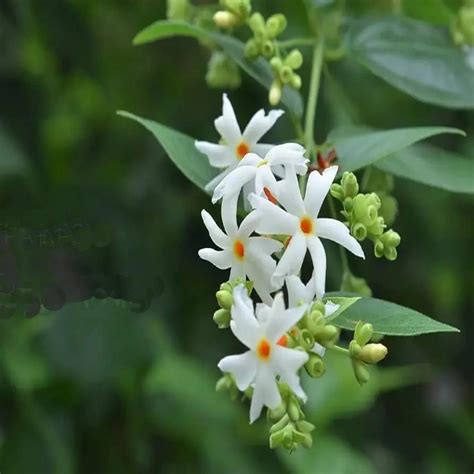 Easyseeds™ Parijat, Harsingar, Night Jasmine Flower, Nyctanthes Arbor ...