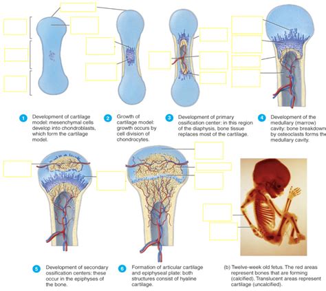 Image result for Process of Bone Formation