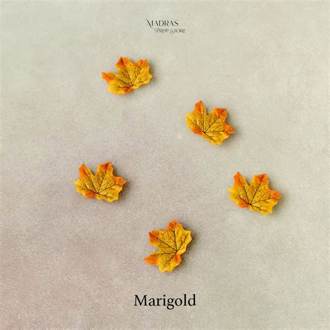 Maple leaves set of 5 – Madras Prop Store
