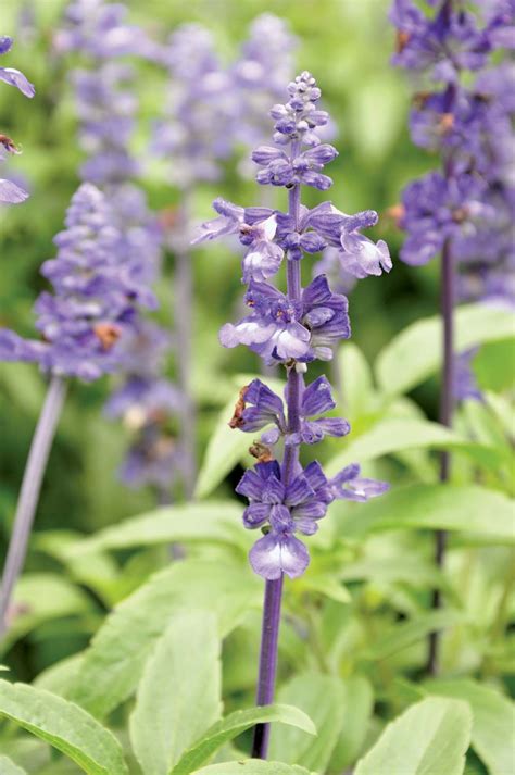 How To Identify Salvia Divinorum