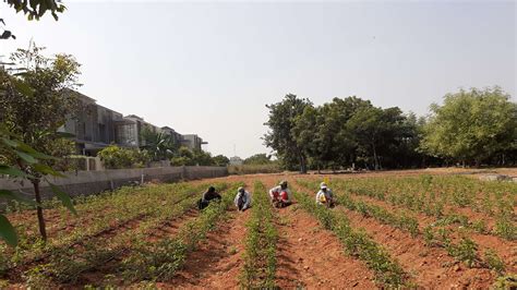Farming Community vs Individual Farmhouses