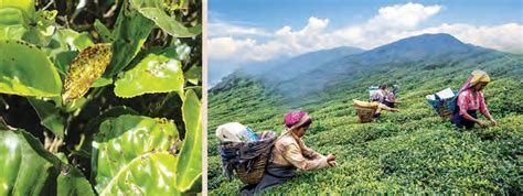 Is the Indian Tea Industry at a crossroads? | BUSINESS ECONOMICS ...