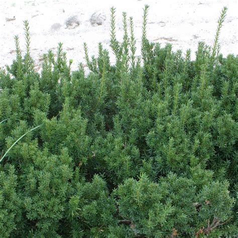 Dark Green Spreader Yew | Plant Addicts