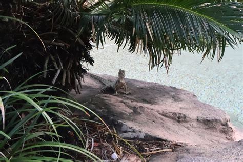 ASHMORE PALMS HOLIDAY VILLAGE (Gold Coast, Australia) - Guesthouse ...