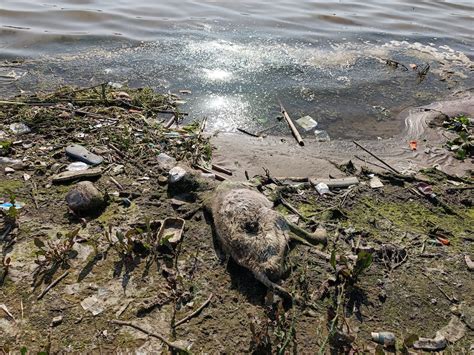 Co-sculptors of the Central Highlands: River Sindh and its People – SANDRP