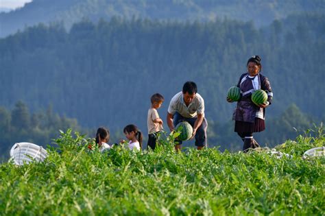 Photos Chine : développement de l'économie de la pastèque au Guizhou ...