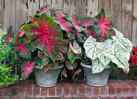 How to Grow and Care for Caladiums—Indoors and Out