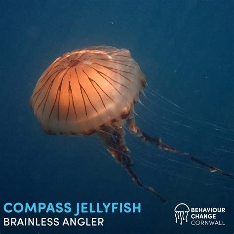 Jellyfish species in the UK found on Cornwall's coast