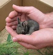 Image result for Cute Baby Bunnies