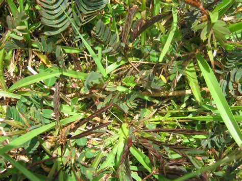 Garden Guy Hawaii: Invader in the Lawn