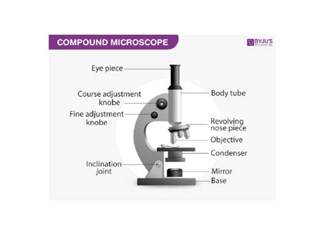 Image result for Compoud Microscope Study Guide