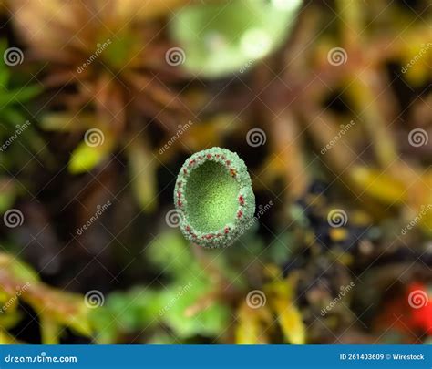 Closeup Cladonia, a Genus of Moss-like Lichens in the Family Cladoniaceae Stock Image - Image of ...