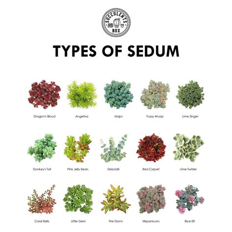 Types of Succulents | Digital Printable Succulent Identification Chart ...