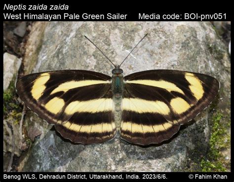 Neptis zaida Doubleday, [1848] - Pale Green Sailer | Butterfly