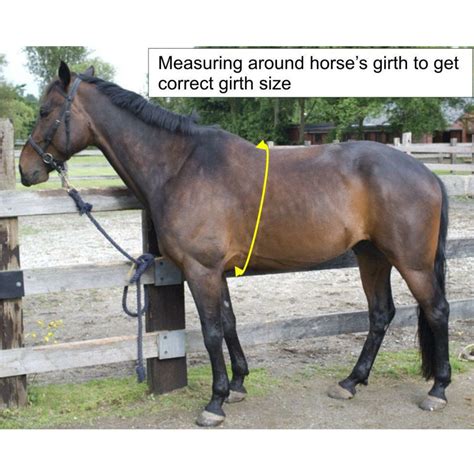 Sensation Ride™ Self Centering Girth - Liner Included – Sensation Ride ...