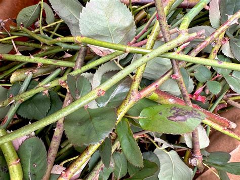 Greater Atlanta Rose Society - ROSE PRUNING CLINIC, The Carter Center ...
