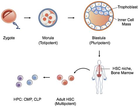 Multipotent Pluripotent Totipotent Stem Cells at Lois Randell blog