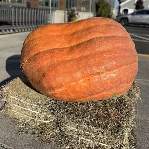 Giant Pumpkin Contest 2025 | Astoria Co+op
