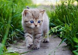 Image result for Cute Baby Animal 3D Backgrounds