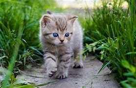 Image result for Cute Baby Sea Animals