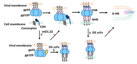 Synergistic Effect by Combining a gp120-Binding Protein and a gp41 ...