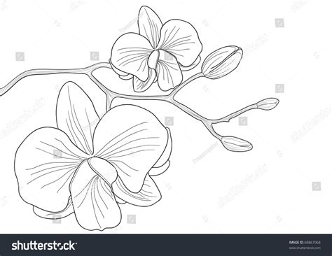 Vanda Miss Joaquim - Free Coloring Pages