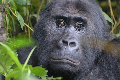 Gorila - Gorilla - abcdef.wiki