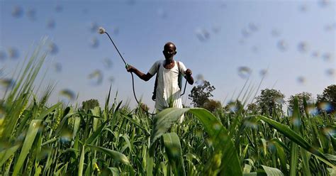 Opinion: Did the Green Revolution really make India self-sufficient in ...