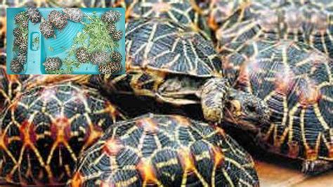 Rare Tortoises Smuggling : అరుదైన తాబేళ్లు అక్రమ రవాణా చేస్తున్న ...