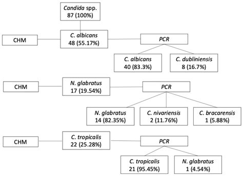 Candida spp. in Denture Stomatitis: Prevalence, Microbial Load, and ...